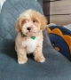 Shih poo /Mini poodle , снимка 1