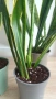 Сансевиера / Sansevieria trifasciata  , снимка 4