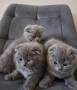 Шотландски клепоухи котета, снимка 7