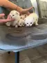 Британски и шотландски клепоухи дългокосмести, снимка 5