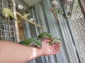 Ръчно хранени папагали монах  2023г 
