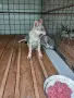 Чехословашки вълчак, снимка 10