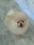 Померан мини мъжки , снимка 8
