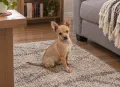 Пинчер                   ., снимка 1