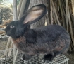 Продавам Зайка черен великан, снимка 2