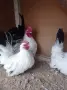 Декоративни кокошки ШАБО, снимка 2