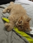 Породисти пухкави персийски котета, снимка 9