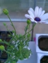 Остеоспермум (Osteospermum) , снимка 4