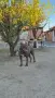Кане корсо женска, снимка 4