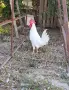 Продавам 2 броя петлета бял легхорн, снимка 4