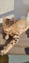 Бенгалски котенца, снимка 2
