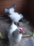 Светъл съсекс, снимка 1 - Кокошки и пуйки - 44573893