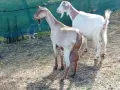 свободни 6 кози + 2 ярета , снимка 11