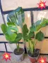 Комплект от три вида monstera, може и по отделно, снимка 18
