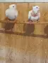 Продавам качулати бели скумрийки, снимка 1