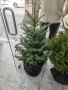 коледна елха, снимка 12