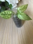 Epipremnum pinnatum Mint variegated , снимка 3