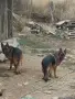 елитни малки немски овчарки , снимка 5