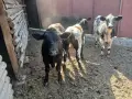 свободни синьо белгийски телета, снимка 1