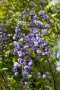 Wisteria Black Dragon(Вистерия Глициния Черен дракон), снимка 1