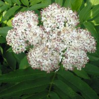 Бъзак - Sambucus ebulus), снимка 3 - Градински цветя и растения - 29762229