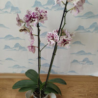 орхидея, снимка 1 - Стайни растения - 44718206