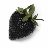 200 семена от плод черна ягода черни ягоди органични плодови ягодови семена от вкусни ягоди отлични , снимка 16 - Сортови семена и луковици - 37706890
