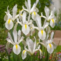 Ирис Dutch White , снимка 4 - Градински цветя и растения - 44406745