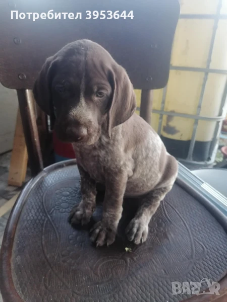 Курцхаар продавам., снимка 1