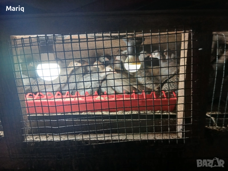 Продавам токачки , снимка 1