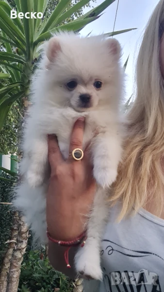 Померан мини мъжко , снимка 1