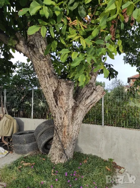 Орехов матерял , снимка 1