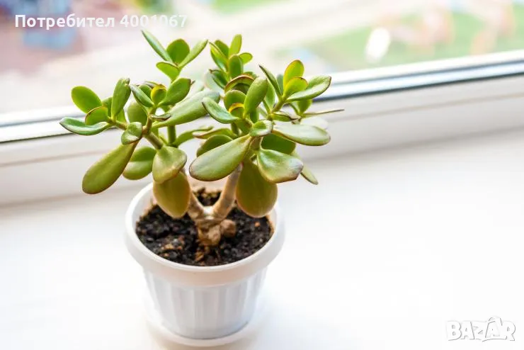 стайно растение, снимка 1