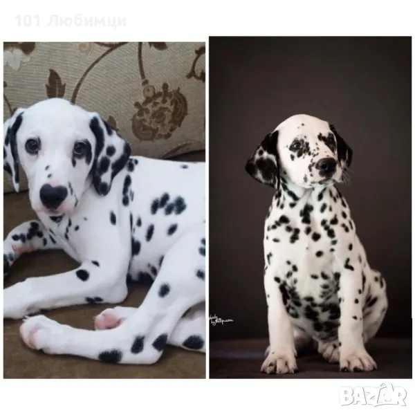 Далматинци с родословие, снимка 1