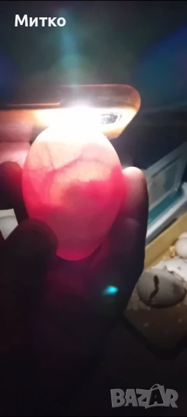 ПОСЛЕДНИ бройки разплодни пуешки яйца , снимка 1