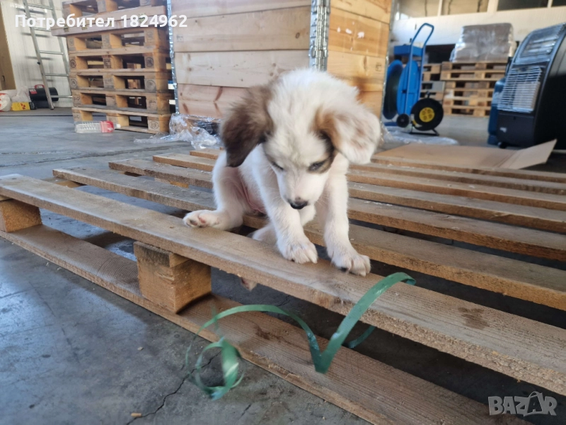 Малки кученца търсят дом!, снимка 1