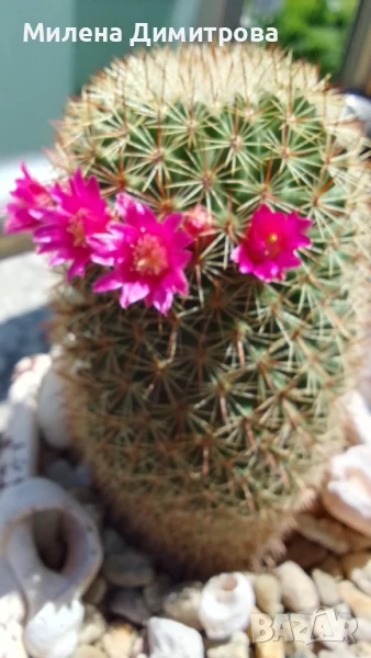 Кактус Мамилария, снимка 1