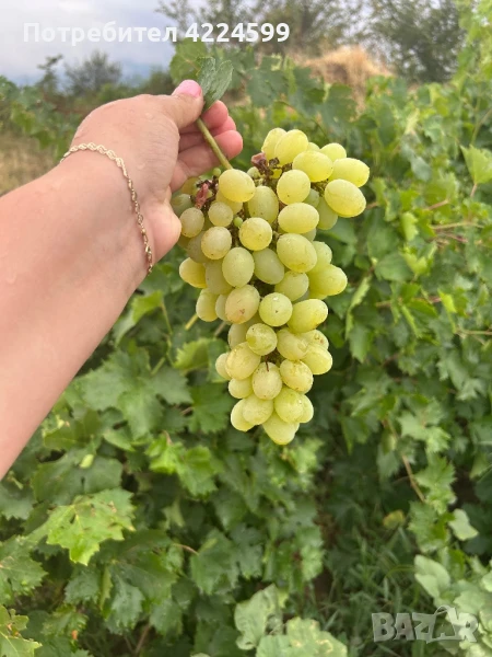 Продавам десертно грозде 🍇, снимка 1