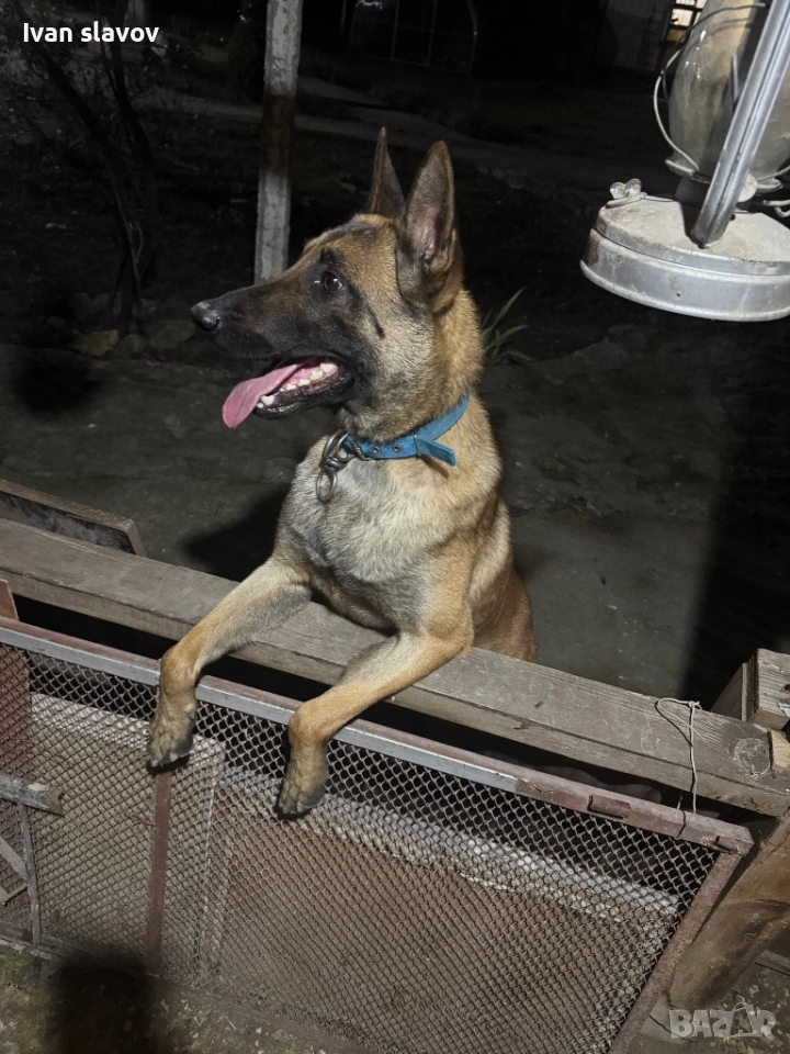 Белгийски овчарки малиноа , снимка 1