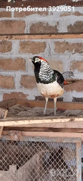 продавам фазани, снимка 1