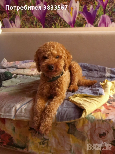 Мини пудел търси приятелка, снимка 1