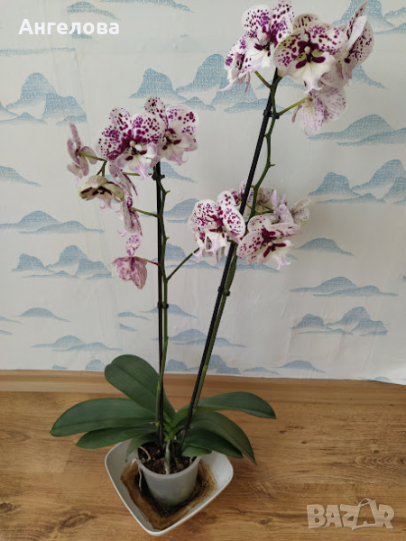 орхидея, снимка 1