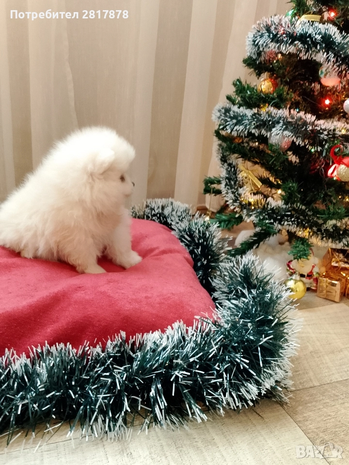 мини Померан на 50 дни , снимка 1