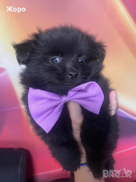 Померан-мини шпиц момче, снимка 1