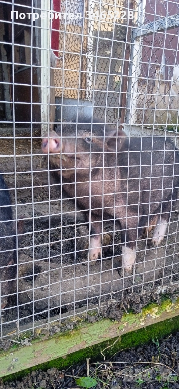 Мъжко виетнамско прасенце , снимка 1