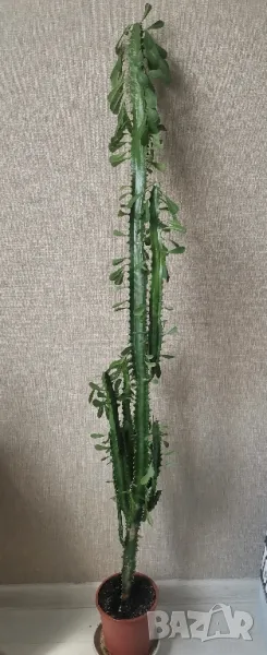 Тризъбец - Еуфорбия тригона, снимка 1