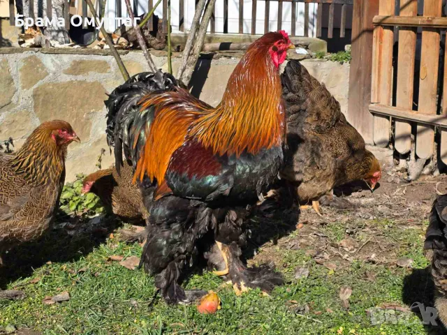 Продавам разплодни яйца от Яребична брама [Partridge Brahma], снимка 3 - Кокошки и пуйки - 50242203