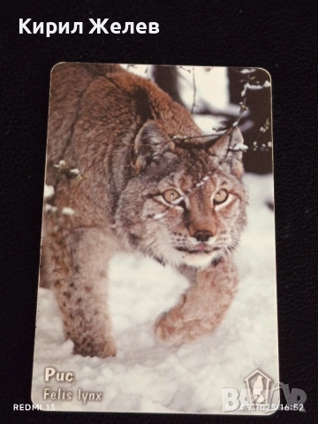 Три фонокарти тема ЖИВОТНИ ТАРАЛЕЖ,РИС,ПРИЛЕП МАЛЪК ПОДКОВОНОС 42406, снимка 7 - Колекции - 51643959