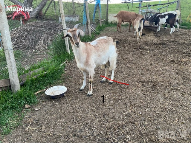 Кози и ярета 