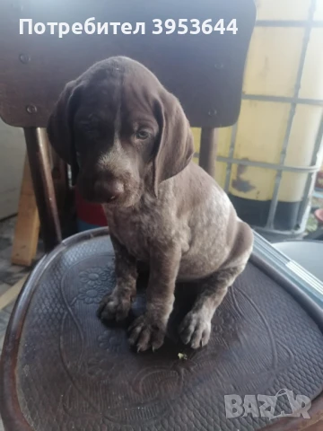 Курцхаар продавам., снимка 1